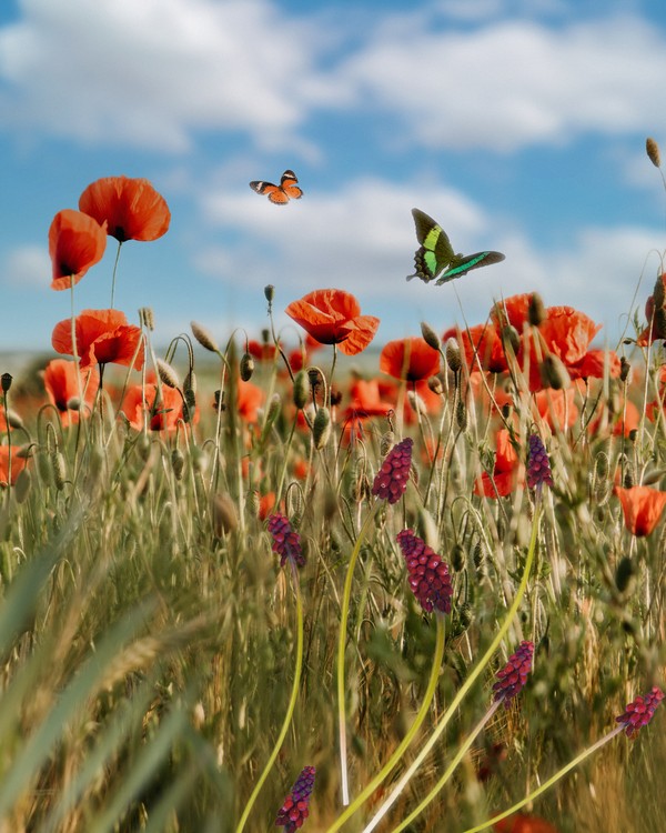 Duurzame insectenteelt